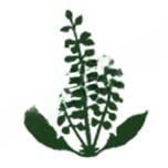 Basil Woods International School logo