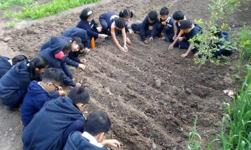 Espalier The Experimental School — photo 7